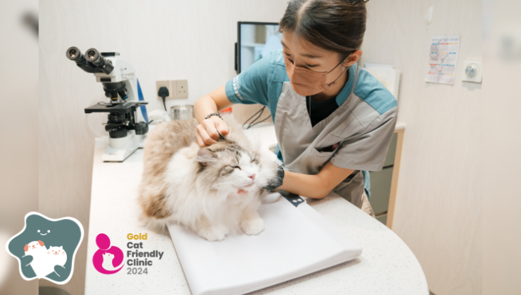 圖片 基本貓貓健康檢查