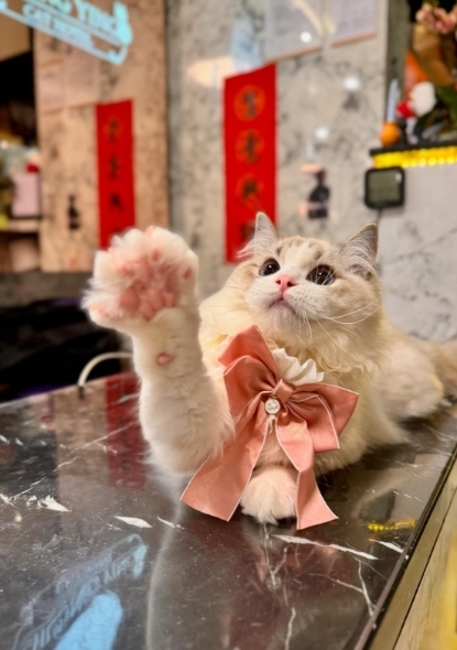 圖片 中英純貓酒店 (天后) | 灣仔區