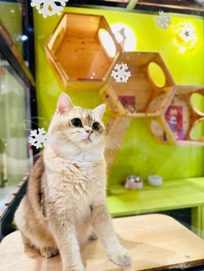 圖片 中英純貓酒店 (天后) | 灣仔區