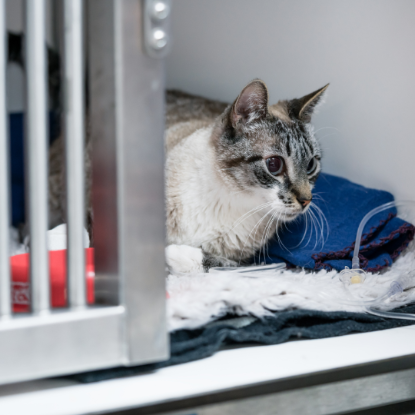 Picture of 萊奧動物醫療中心 狗狗體檢計劃