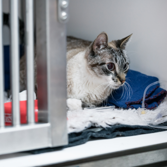 Picture of 萊奧動物醫療中心 狗狗體檢計劃