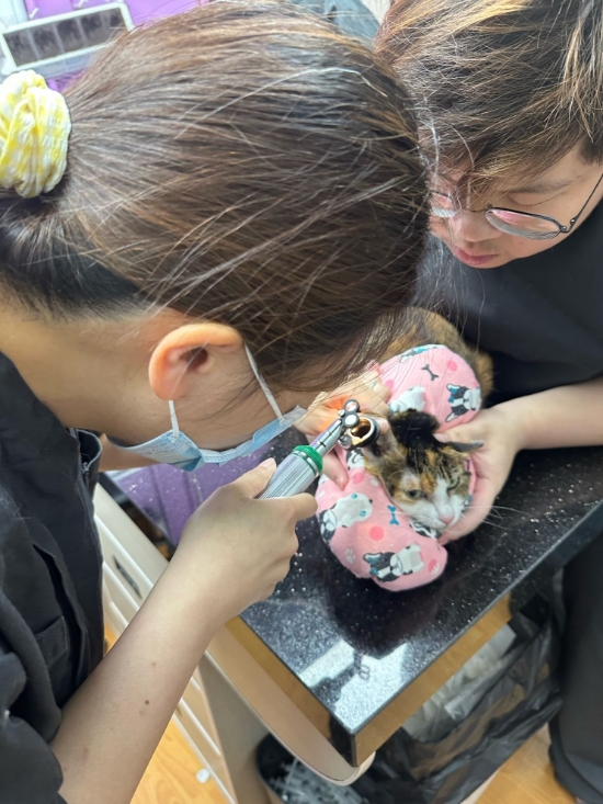 圖片 專寵高齡 (7+) 貓貓健康檢查計劃