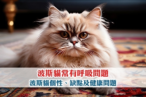 圖片 波斯貓好養嗎？扁臉貓常有呼吸問題 | 波斯貓個性、缺點及健康問題