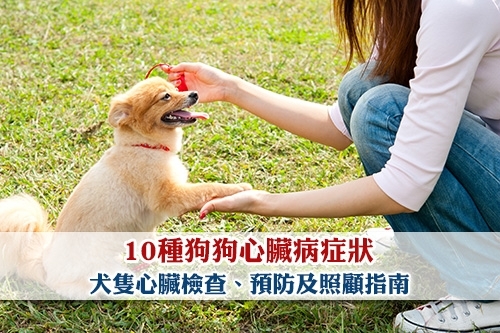 圖片 10種狗狗心臟病症狀 犬隻心臟檢查、預防及照顧指南