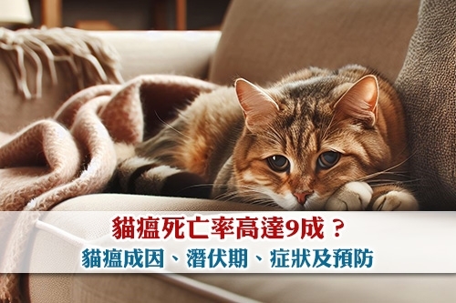 圖片 貓瘟死亡率高達9成?貓瘟成因、潛伏期、症狀及預防