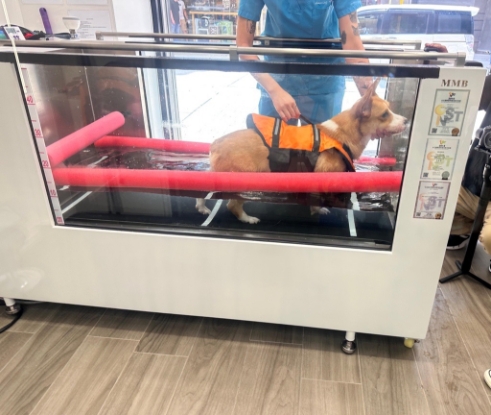 圖片 夏利維動物醫院 幼貓護理疫苗接種計劃