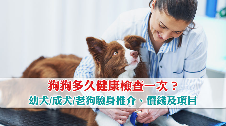 圖片 【狗身體檢查推介】狗狗多久健康檢查一次？幼犬/成犬/老狗驗身價錢及項目
