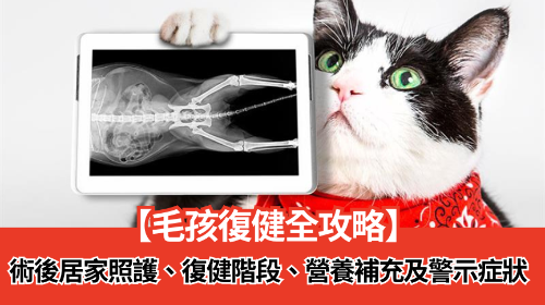 圖片 【毛孩復健全攻略】寵物術後居家照護、復健階段、營養補充及警示症狀