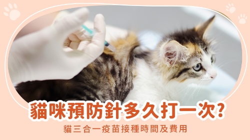 圖片 貓咪預防針多久打一次？貓三合一疫苗接種時間及費用