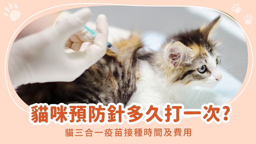 圖片 貓咪預防針多久打一次?貓三合一疫苗接種時間及費用