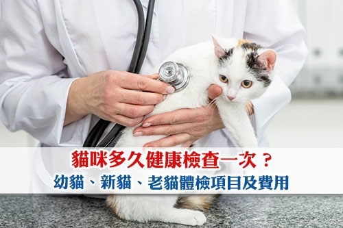 圖片 【貓身體檢查推薦】貓咪多久健康檢查一次？幼貓/新貓/老貓體檢項目及費用