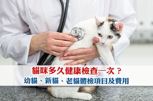 圖片 【貓身體檢查推薦】貓咪多久健康檢查一次?幼貓/新貓/老貓體檢項目及費用