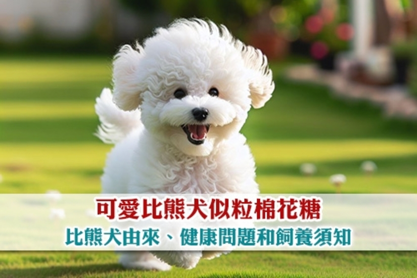 Picture of 柴駅 Shibaraku 狗酒店服務 | 元朗區