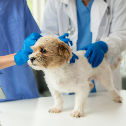 圖片 恩典動物醫院 基礎健康檢查計劃 (狗)